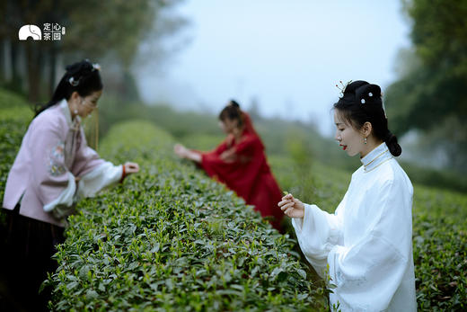 鲜叶采摘 商品图0