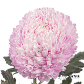 小菊 | 牡丹菊浅粉【人工吸染，有色差，慎重下单】