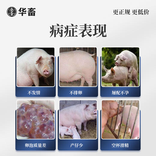【积分兑换】华畜促情散 促发情促排卵产仔多  母猪母牛母羊用 商品图1
