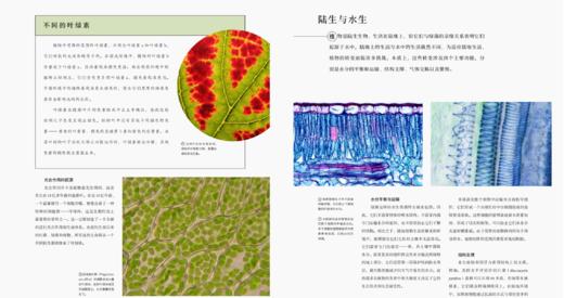 植物的成功秘诀 商品图3