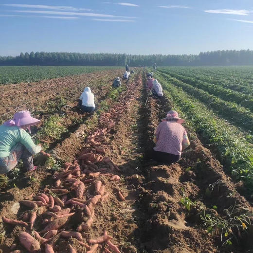 唐山核心产区烟薯25号，种植环境优异，糖油度较高，货真价实的体验！约5斤/袋 商品图3