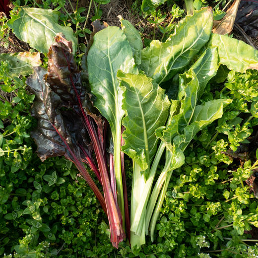 叶用甜菜
Chard 商品图0