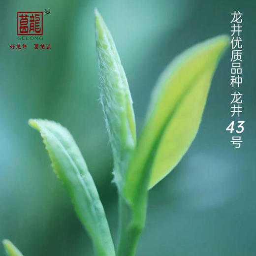 葛龙明前龙井 | 2023明前头采，西湖核心产区，百年传承手作（预售24年的预计月中开采） 商品图8