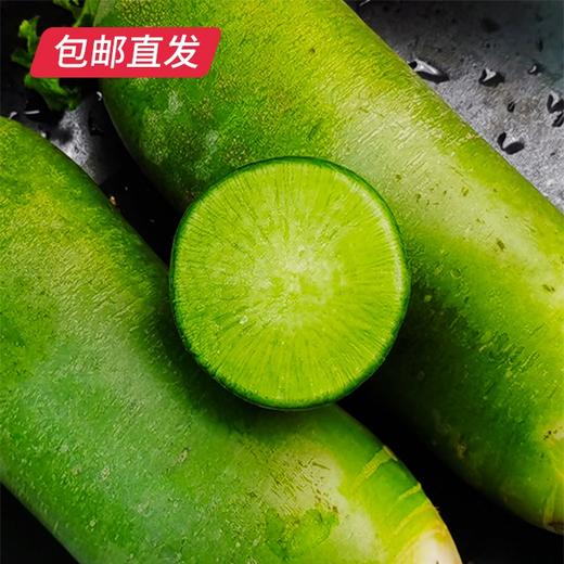 天津沙窝青萝卜 5±0.2斤装【包邮直发】 商品图0