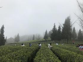 采摘体验（淡季团队）