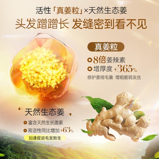 儒意草集古芳防脱洗发液500ml 洗发水 固发控油蓬松 非增密发  祛屑止痒 | 儒意官方商城 商品图3