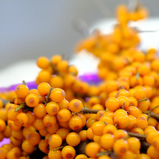 【小果沙棘原浆】维C、黄酮、活性成分更高，磨得更细更容易吸收 50ml*10支*2盒 商品图6