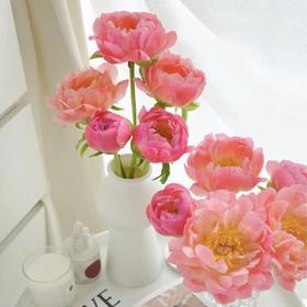 【落日珊瑚芍药】5支/份 买2份减10元 长约45-50cm