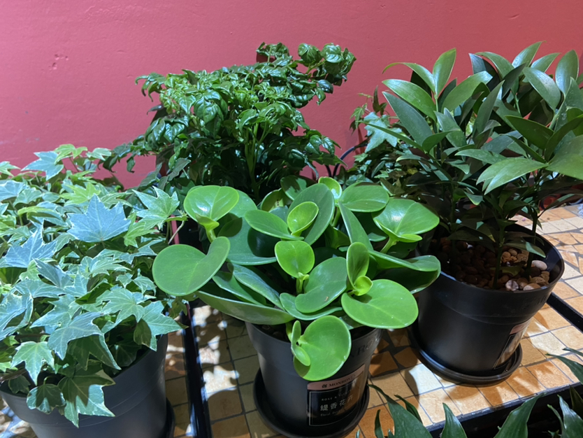 非卖品-蛋糕礼盒和精品绿植二选一【储值1000元赠品】