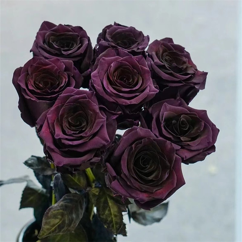 厄瓜多尔进口染色PLUM AMETHYST李子玫瑰10支