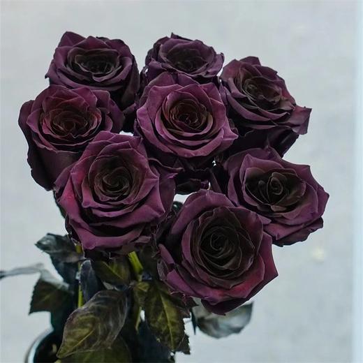 厄瓜多尔进口染色PLUM AMETHYST李子玫瑰10支 商品图0