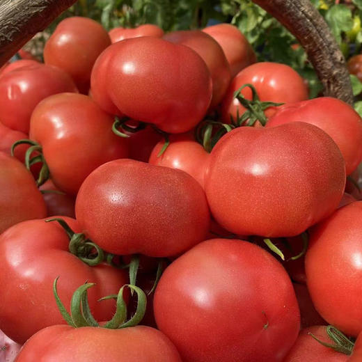 【产地直供】现摘现发 沙瓤爆汁 | 陕西普罗旺斯西红柿 新鲜蔬果番茄 新鲜食材 小果/中大果 4.5斤 商品图4