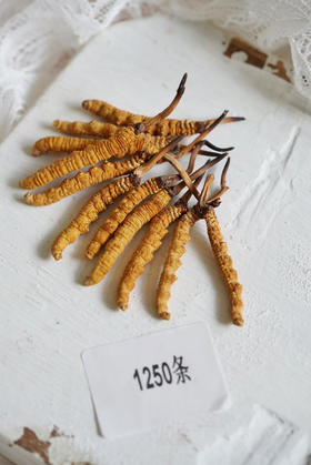 那曲干虫草（ 1250条/斤 规格 0.4克1根）