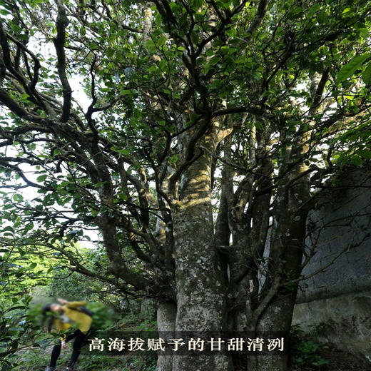 吉顺号2020年《佛茶圣地-白莺山》古树料普洱茶生茶357g 商品图4