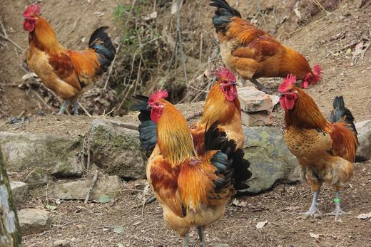 云南无量山散养土鸡 散养土鸡 老母鸡365天养殖 /小公鸡100天养殖 冰鲜到家 商品图0