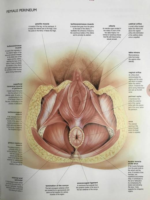 人体解剖图鉴 数百幅彩色插图 精装大16开 商品图12