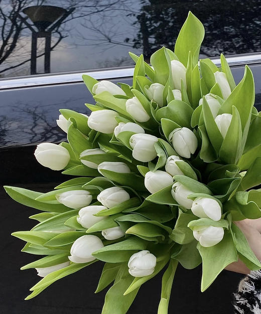 【荷兰郁金香】 白色 （维珍白30克）10支/扎 商品图0