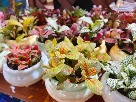 赠品-精品小绿植 商品图1