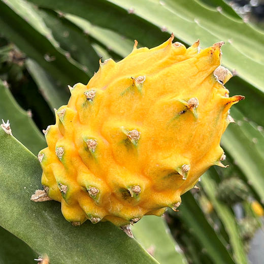 【新鲜燕窝果】清甜多汁 新鲜现摘 长在树上的冰糖燕窝 2斤 商品图3