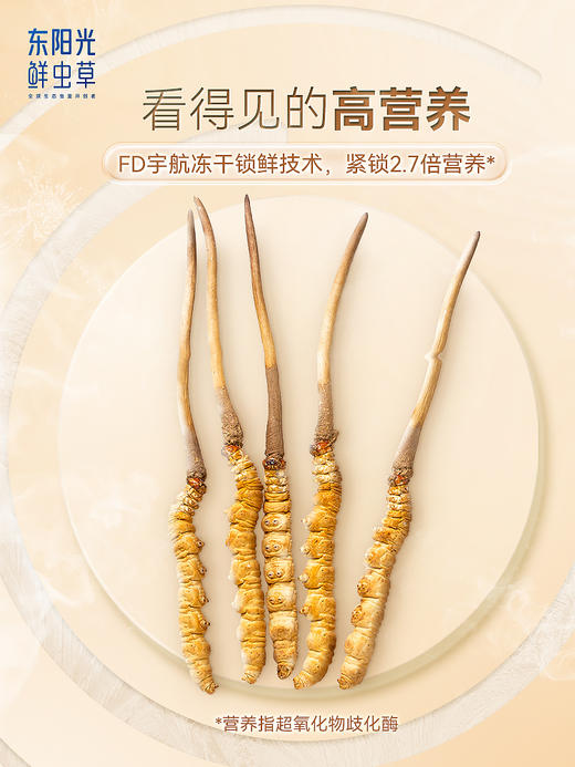 东阳光冬虫夏草 冻干鲜虫草单根装 2.7倍营养【免洗高洁净】 商品图2