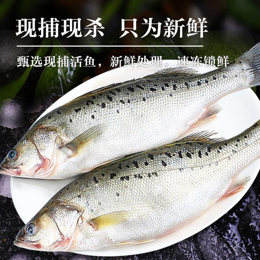 北海湾 开背海鲈鱼300g*3条 活鱼现杀 三去免处理腌制去鳞 商品图3