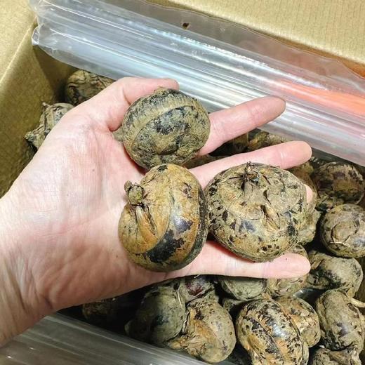 水果马蹄（5斤装） 商品图0