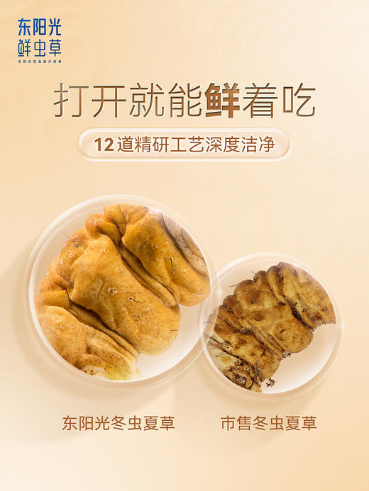 东阳光冬虫夏草 冻干鲜虫草单根装 2.7倍营养【免洗高洁净】 商品图1