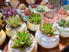 赠品-精品小绿植