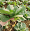 有机青菜（苏州青） 300g/份  全国配送（偏远地区除外） 商品缩略图1