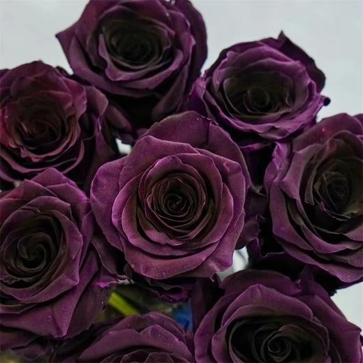 厄瓜多尔进口染色PLUM AMETHYST李子玫瑰10支 商品图1