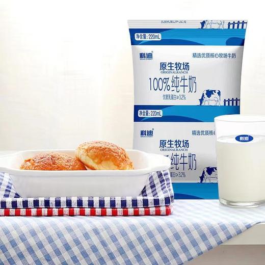 科迪枕装纯牛奶220ml 商品图0