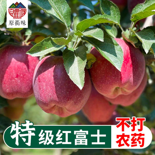 特级红富士  9枚装 商品图0