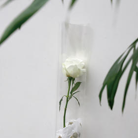 女神节快乐
