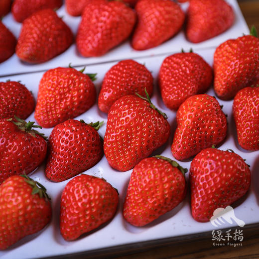 生态草莓（北京）  | 合作生产 * Organic Strawberry| Coproduction 商品图5