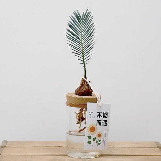 不期而遇 商品图0