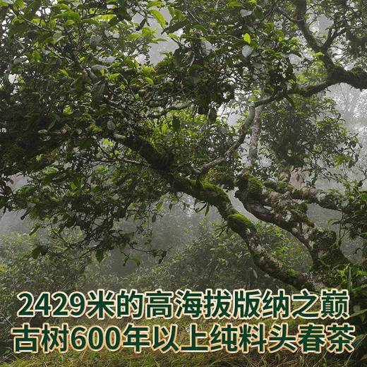 2023春茶 吉顺号2023头春茶古600滑竹梁子普洱生茶357g 商品图4
