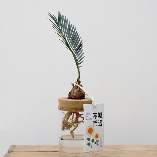 不期而遇 商品图1