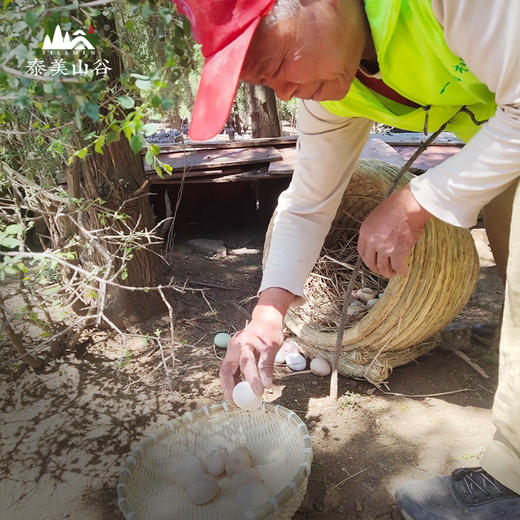 【有机山鸡蛋】40枚装，蛋白粘稠  蛋黄饱满 商品图2
