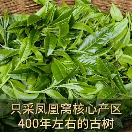 2023春茶 吉顺号古400墨江凤凰窝普洱茶生饼茶叶357g 商品图3