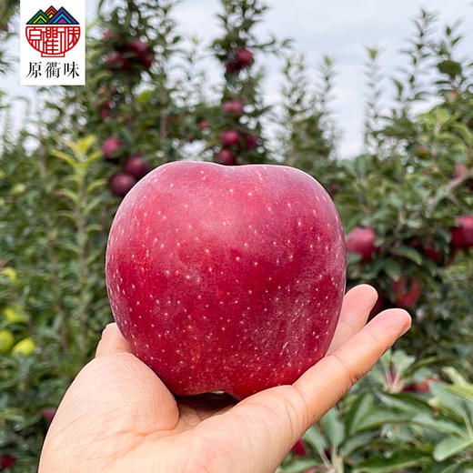 特级红富士  9枚装 商品图3