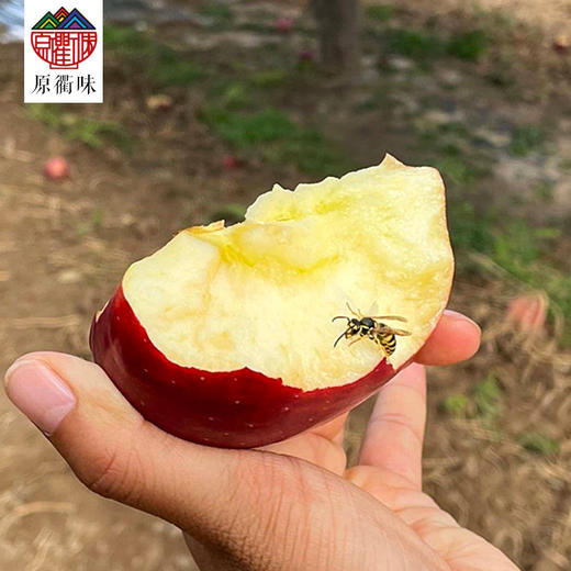 特级红富士  9枚装 商品图2