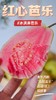 芭乐双拼！【红玫瑰芭乐/黄金奶油芭乐】 软糯番石榴 现摘现发 果肉柔滑，软糯香甜 一吃就上瘾！72小时发货～ 商品缩略图3