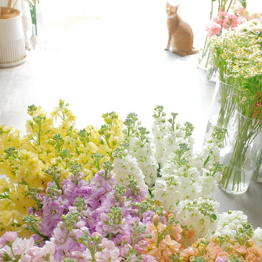 单枝紫罗兰香氛花束 商品图2