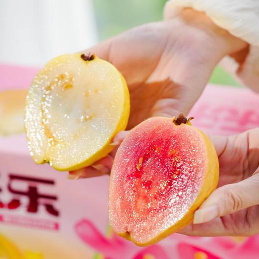 芭乐双拼！【红玫瑰芭乐/黄金奶油芭乐】 软糯番石榴 现摘现发 果肉柔滑，软糯香甜 一吃就上瘾！72小时发货～ 商品图8