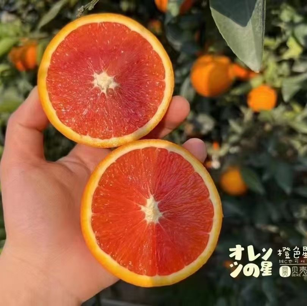 橙色星球 能量血橙