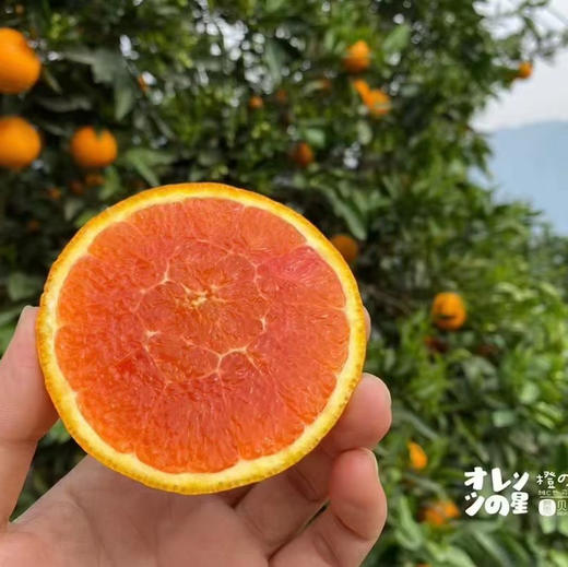 橙色星球 能量血橙 商品图3