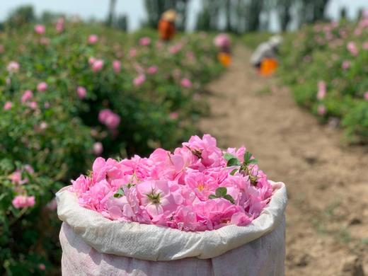 新疆大马士革玫瑰鲜花纯露 商品图4