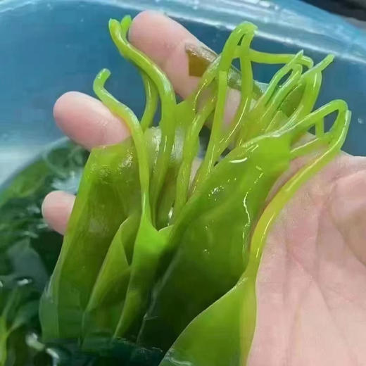 周三送，福利🧧今年头茬，新鲜海带苗，精选优质海带苗装箱，多吃也不用担心长肉肉哦，海带苗本身就是0⃣️脂肪，还可以大人小孩都补钙👍
🌈凉拌海带苗更是减肥佳品，🌈炖汤涮火锅更是一绝👍🏻3斤/箱 商品图2