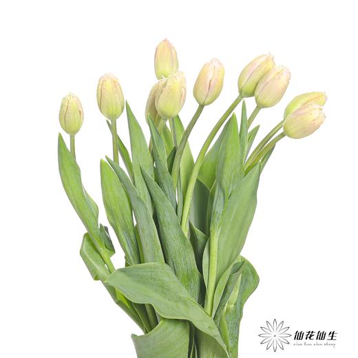 国产郁金香｜丽贝卡 【【如运输过程中出现黄叶不售后，介意慎拍】 商品图6