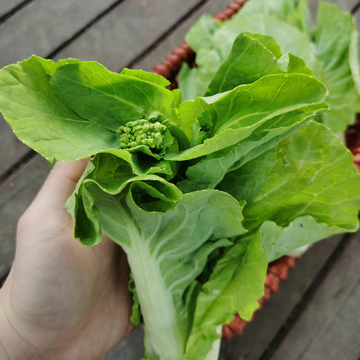 茭菜心（400g）-基地现摘现发 商品图3